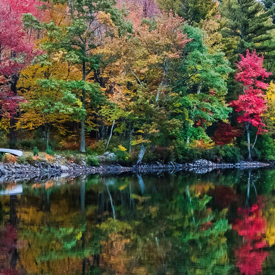 Pond with some trees and foliage